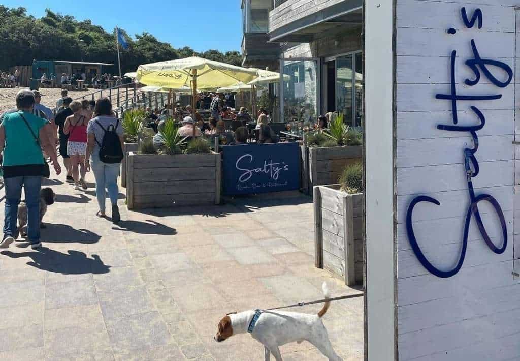 Saltys dog friendly pubs in tenby