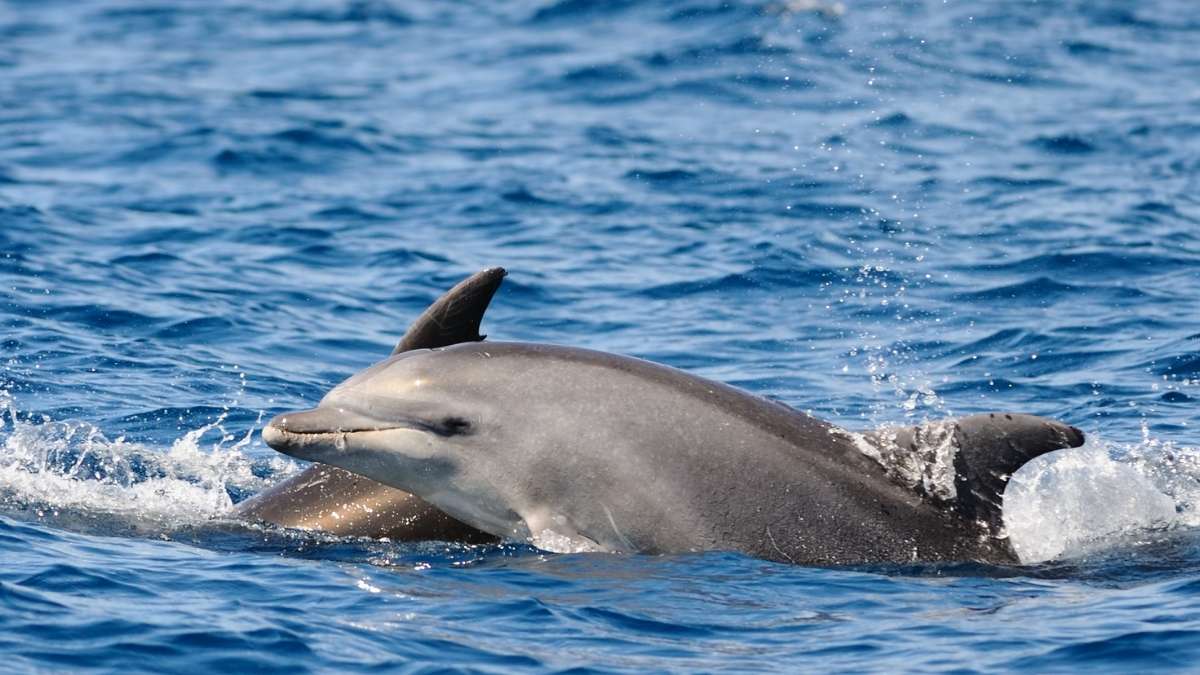 Pembrokeshire Dolphin Watching Trips