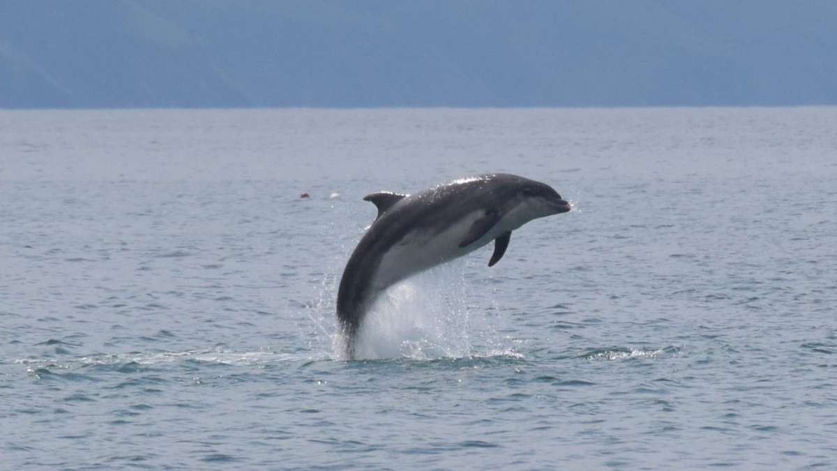 Seamor Dolphin Watching Boat Trips Cardigan Bay 