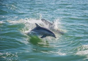 Pembrokeshire Dolphin Watching